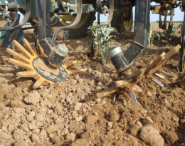 Pratiquer le désherbage mécanique sur le rang - Bineuse à doigts ou moulinets