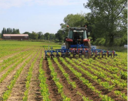 Pratiquer le désherbage mécanique sur l'inter-rang - Binage