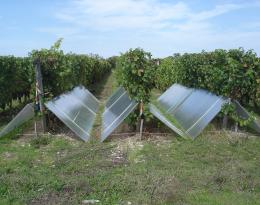 Révolution variétale en viticulture