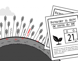 Mettre en oeuvre des leviers agronomiques pour le désherbage