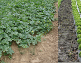 DEFILEG  : Développer la recherche pour rendre disponibles des substances efficaces à moindre impact (L’utilisation de stimulateurs de défenses naturelles des plantes en cultures légumières)