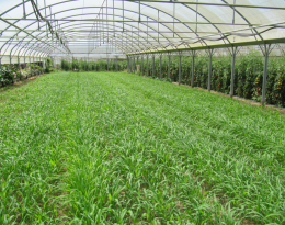 Introduire un couvert végétal d'interculture en production légumière