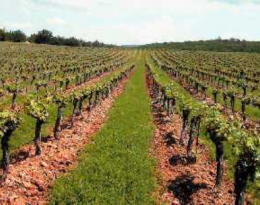 Désherber mécaniquement l'interceps