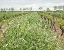 Des couverts végétaux pour gérer l'enherbement sur le rang
