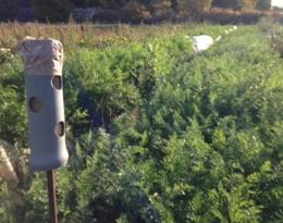 Expérimentation : l'huile essentielle d'oignon contre la mouche de la carotte