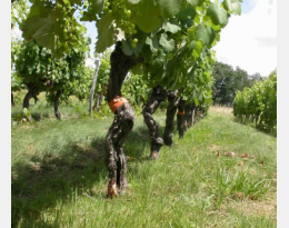 Pratiquer l'enherbement total en vigne