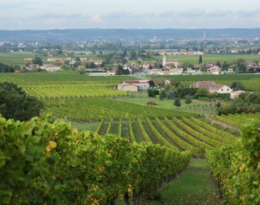 Gestion des adventices sous l'interceps