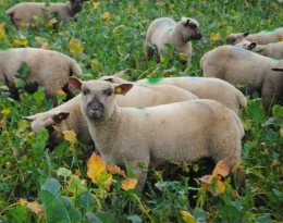 Pratiquer le pâturage des couverts et des repousses