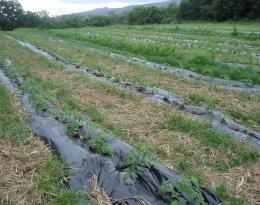 Expérimentation Systèmes de culture