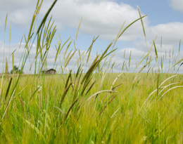 Alternatives à l’usage d’herbicides : limiter le stock semencier