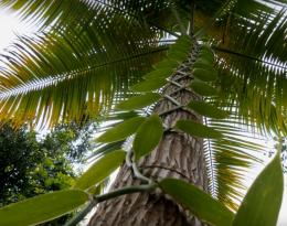 Agroforesterie tropicale - Des systèmes diversifiés et agroécologiques