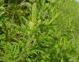 Intervenir dès l’interculture pour gérer l’ambroisie à feuilles d’armoise