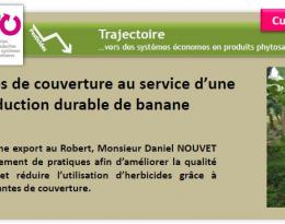 Des plantes de couverture au service d’une production durable de banane