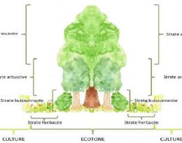 La place de la biodiversité dans la régulation des pucerons sur pommier