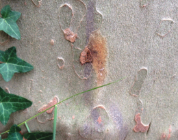 Le chancre coloré du platane