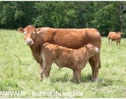 Dans des exploitations d’élevage de l’ouest de la France, des systèmes à base de prairies multi-espèces pâturées pour une conversion à l’agriculture biologique