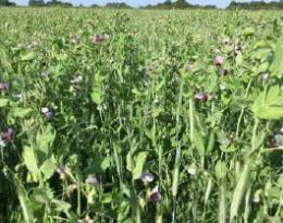 Le choix de l’élevage pour réduire les IFT dans des systèmes incluant initialement des cultures industrielles