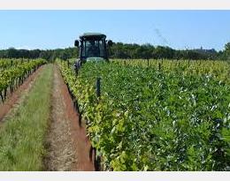 Implanter des engrais verts en vigne