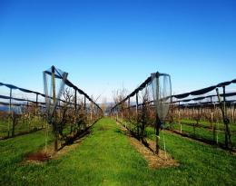Alternatives au glyphosate en arboriculture