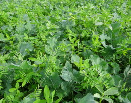 Associer le colza à des plantes de services gélives