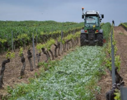 Détruire les engrais verts en vigne