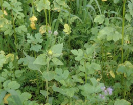 Gestion des adventices en semis-direct : scalpeur, rouleau faca et intercultures étouffantes