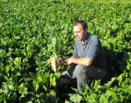 Gestion des adventices par combinaison de leviers agronomiques et de désherbage mécanique