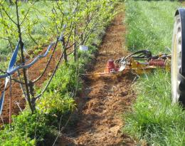 Utiliser la méthode sandwich pour gérer les adventices en verger