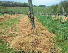 Pailler sous le rang en vigne