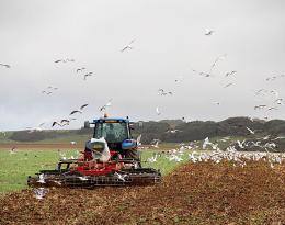 Réaliser un travail du sol superficiel après la récolte