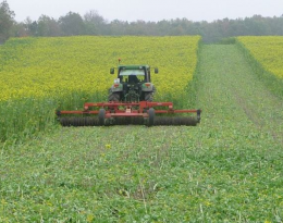 Rouler les couverts végétaux pendant la période d'interculture