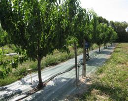 Utiliser des paillages ou mulchs sur le rang en verger