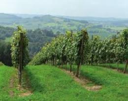 L'enherbement du vignoble