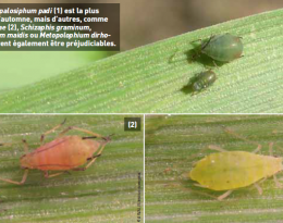 Protection intégrée : Lutter contre la jaunisse nanisante sans imidaclopride