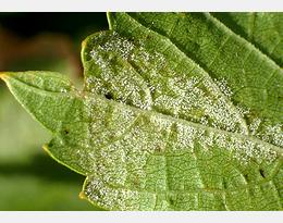 Statut des résistances en France