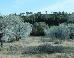 Protéger efficacement les oliviers contre la mouche de l'olive en bio