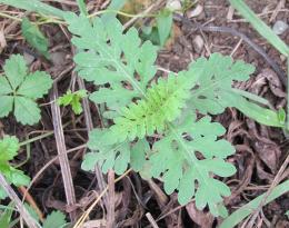 Bien connaître les ambroisies pour les détruire dans le maïs