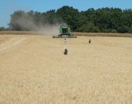 La récolte des menues pailles : un levier complémentaire de gestion des adventices à moyen terme