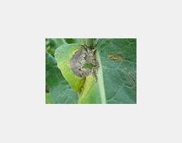 Colza : pour une gestion durable du risque sclérotinia