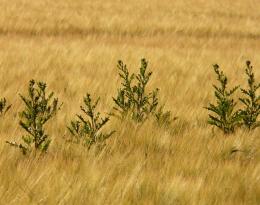 Alternatives au glyphosate pour la gestion des vivaces