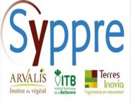 syppre