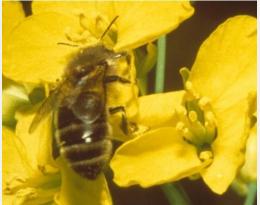 abeille colza