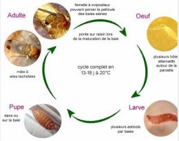 cycle d.suzukii (Source Ephytia)
