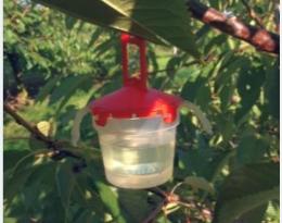 Drosophila suzukii peut-elle être tenue à l’écart des fruits mûrs au moyen d’huiles essentielles ?