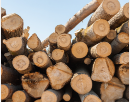 Nématode du pin : prévenir son introduction et sa dissémination