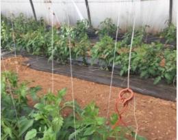 Tomate : Protection contre Tuta absoluta à l’aide de la confusion sexuelle