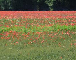 Coquelicot