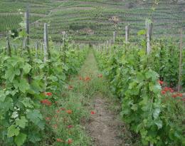 vigne désherbage