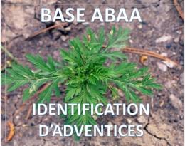 Ambroisie à feuilles d'armoise