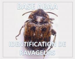 Bruche de la féverole